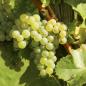 Preview: 2024er Silvaner trocken - Alte Reben -