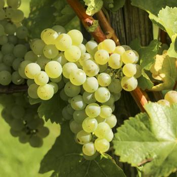 2024er Silvaner trocken - Alte Reben -