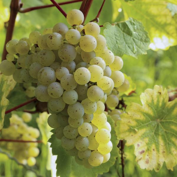 2023er Riesling Kabinett trocken