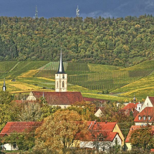 2024er Der Wilde -Scheurebe-