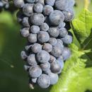 2022er Rotling Kabinett -halbtrocken-